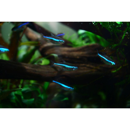 Neon simulans, neon zielony, Paracheirodon simulans